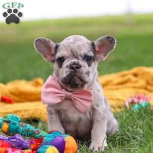 Lottie, French Bulldog Puppy